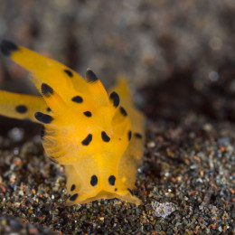 20150430_Klein-aber-oho-Makrofotografie-im-Indischen-Ozean_Nacktschnecke-Vierkötteri_EC2015-9367